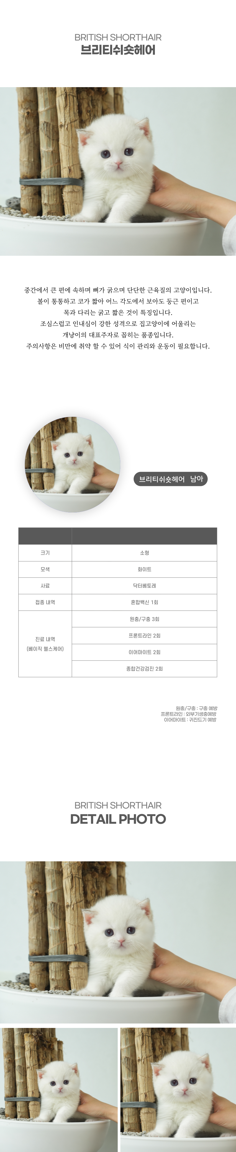 브리티쉬숏헤어_상세이미지_2